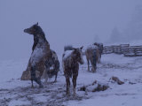 Horses in a Fenced Field on a Snowy Evening Photographie par William Allen