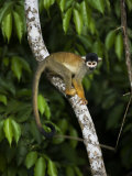 Squirrel Monkey Climbing on a Tree Branch Fotografisk tryk af Mattias Klum Squirrel Monkey Climbing on a Tree Branch Fotografisk tryk af Mattias Klum