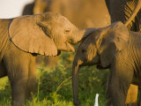 African Elephant (Loxodonta Africana)Calf Photographic Print by Beverly Joubert