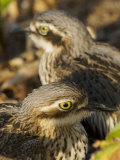 Bush Stone Curlew, Burhinus Grallarius, Camouflaged in Leaf Litter Photographie par Tim Laman