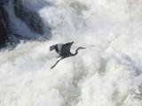 Great Blue Heron Flies over the White Water at Great Falls Park Photographie par Skip Brown