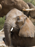 Young Elephants Playing in a River in Samburu National Park Photographic Print by Michael Nichols