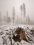 Logged Area of the Stanislaus National Forest in Winter Photographic Print by Phil Schermeister