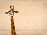 Giraffe Looks at Camera with Plain Background Photographie par Brooke Whatnall
