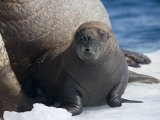 Newborn Atlantic Walrus Calf, Just Days Old, on Ice with Adults Photographie par Paul Nicklen