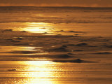 Sea Ice Blowing About in a Windstorm at Sunset Photographie par Paul Nicklen
