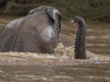 Young Elephants Playing in a River in Samburu National Park Photographic Print by Michael Nichols