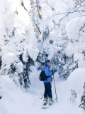 Woman on a Split Snowboard Cross Country Skis Past Snow Laden Trees Photographie par Skip Brown