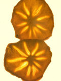 Dried Persimmon Slices Create an Interesting Pattern When Backlit Photographic Print by Phil Schermeister
