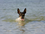 Rat Terrier Dog Swimming with Head Out of Water and Tongue Out Photographic Print by Karine Aigner