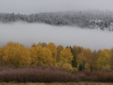 Aspen Trees and Fog after a Brief Snow Fall Photographie par William Allen