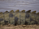 Crocodile Tail Photographic Print by Michael Nichols