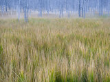 Grasses and Trees in Yellowstone National Park in Autumn Photographie par Jodi Cobb