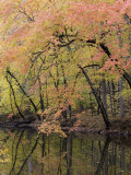 Fall Foliage Along the C&O Canal Photographie par Skip Brown