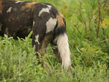 Tail of a Cape Hunting Dogs, Lycaon Pictus Photographic Print by Jim And Jamie Dutcher