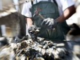 Fisherman Separating Clumps of Oysters Photographic Print by Tyrone Turner