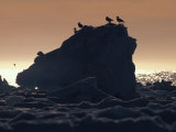 Silhouetted Gulls on Ice at Twilight Photographie par Paul Nicklen