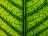 Backlit Close Up of a Fig Leaf, with Visible Veins Photographic Print by Jozsef Szentpeteri