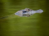 Crocodilian Laying in Wait Almost Below the Water's Surface Photographic Print by Mattias Klum