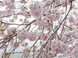 Yoshino Cherry Blossoms During the Cherry Blossom Festival Photographic Print by Scott Warren