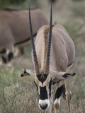 Gemsbok in Samburu National Reserve Photographic Print by Michael Nichols
