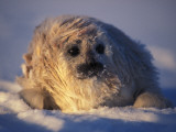 Rare Photograph of a Newborn Ringed Seal Photographie par Paul Nicklen