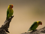 Fischer's Lovebirds Perch on a Branch Photographic Print by Ralph Lee Hopkins