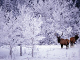 Elk in a Hoar Frost Covered Forest Photographie par Paul Nicklen