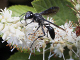 Great Black Wasp, Sphex Pennsylvanicus, Sips Nectar from a Flower Photographic Print by George Grall Great Black Wasp, Sphex Pennsylvanicus, Sips Nectar from a Flower Photographic Print by George Grall