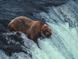 Grizzly Bear Catching Migrating Salmon Photographie par Paul Nicklen