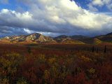 Denali Natioanl Park in Fall Colors Photographic Print by Nick Norman