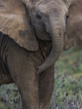 African Elephant in Samburu National Park Photographic Print by Michael Nichols