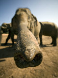 Close Up of an Asian Elephant's Trunk and Nostrils Photographic Print by David Evans