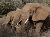 Elephants in Samburu National Park Photographic Print by Michael Nichols