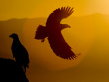 Silhouette of a Steller's Sea Eagle in Flight as the Sun Is Setting Photographic Print by Roy Toft