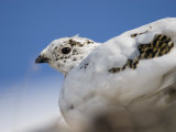Close Up of a Female Rock Ptarmigan Photographic Print by John Dunn