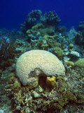 Underwater Caribbean Reefscape with Brain and Other Corals Photographic Print by George Grall