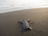Leatherback Sea Turtle Hatchling Crawls Toward the Ocean Photographie par Joel Sartore