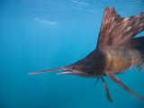 Sailfish with Raised Dorsal Fin Photographie par Paul Nicklen