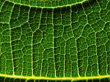 Backlit Close Up of an Edible Fig Leaf, with Visible Veins Photographic Print by Jozsef Szentpeteri