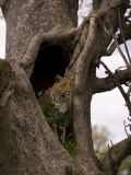 Leopard Exploring a Cavity in a Tree Trunk Photographie par Beverly Joubert