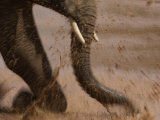 Elephant Playing in a River in Samburu National Park Photographic Print by Michael Nichols