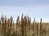 Close Up of Prairie Grass Photographic Print by Pete Ryan