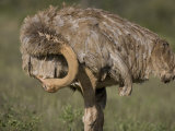 Preening Female Ostrich in Samburu National Reserve Photographic Print by Michael Nichols