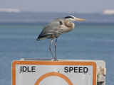 Great Blue Heron Standing on a Boating Sign Photographic Print by Marc Moritsch