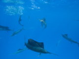 Sailfish Hunt Sardines Using their Bills and Sails to Corner the Fish Photographie par Paul Nicklen