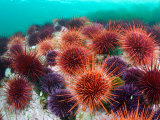 Red Sea Urchins Below the Intertidal Zone Photographic Print by Paul Nicklen