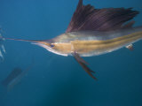 Preparing to Strike, a Sailfish Circles a Ball of Sardines Photographie par Paul Nicklen