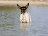 Portrait Rat Terrier Dog Standing in the Water Looking at the Camera Photographic Print by Karine Aigner