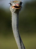 Male Ostrich in Samburu National Reserve Photographic Print by Michael Nichols